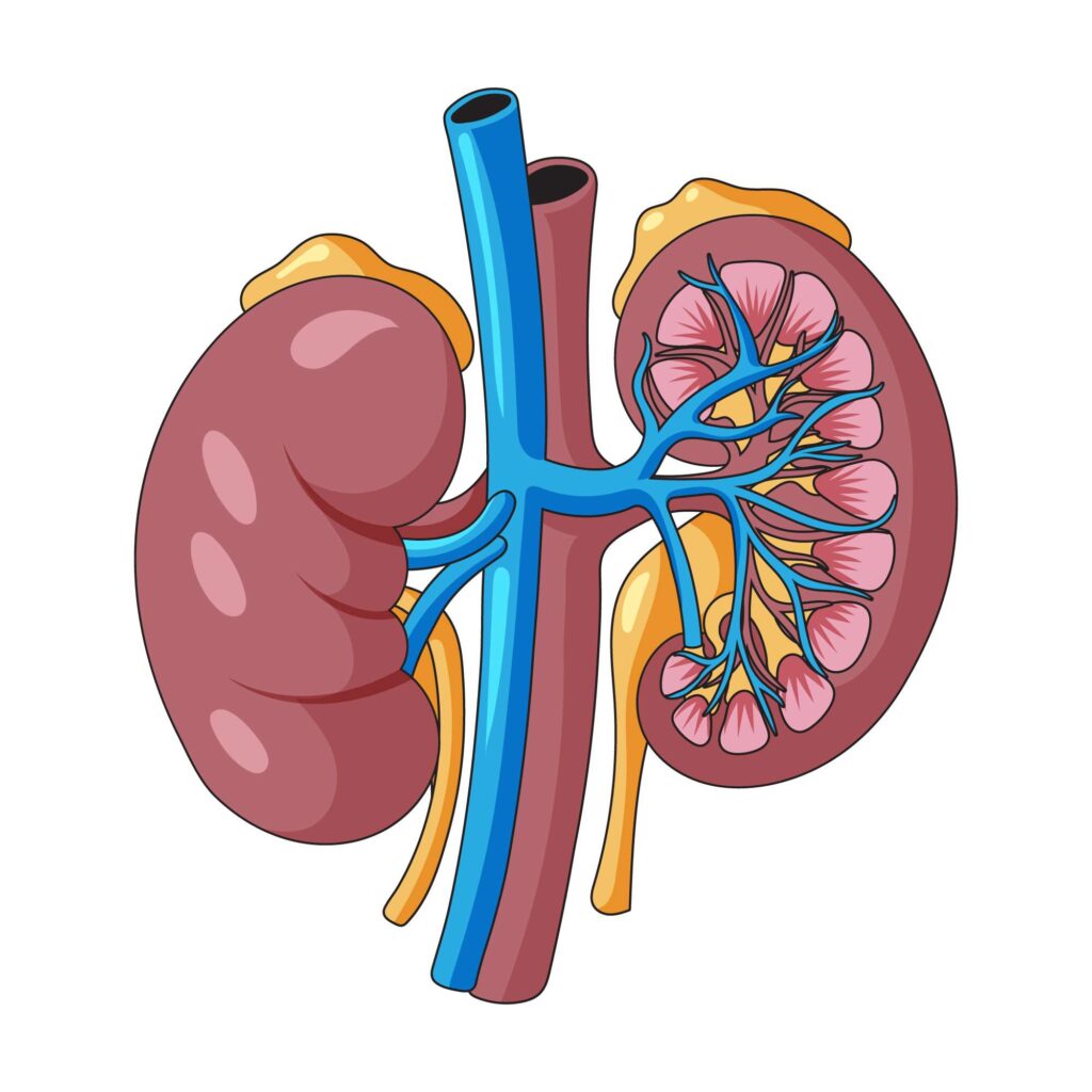 Doença Renal Crônica: causas, sintomas e prevenção